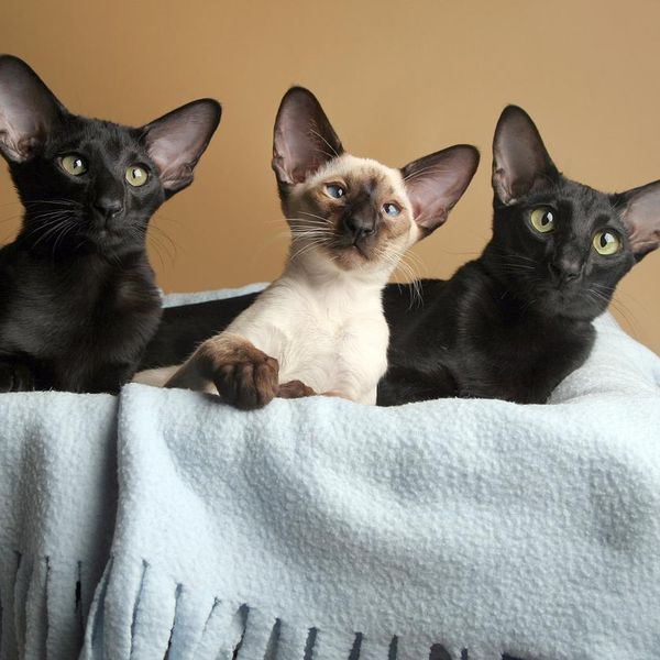 Adorable Photos of Oriental Cats With Big Ears