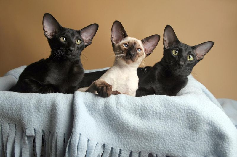 Three oriental and siamese cats laying in basket