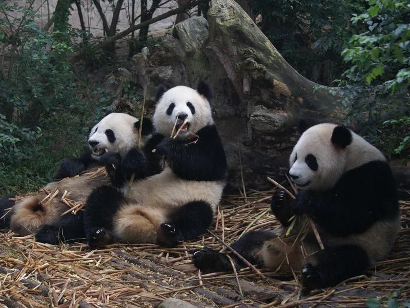 Three panda bears eating