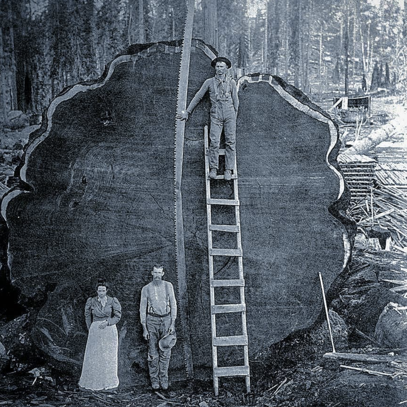 Three people in front of a felled Sequoia tree named "Mark Twain" in what is now Sequoia National Park