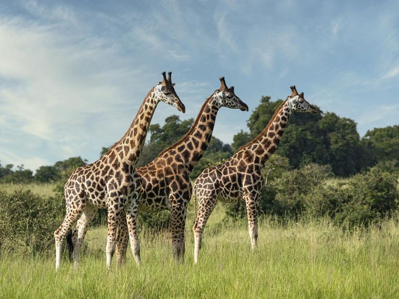 Three Rothschild's giraffes in Northern Uganda
