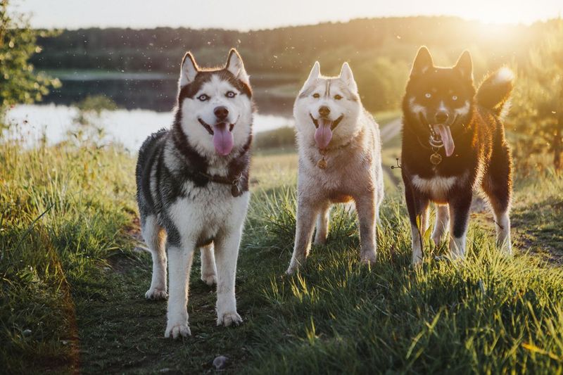 Three Siberian husky dogs