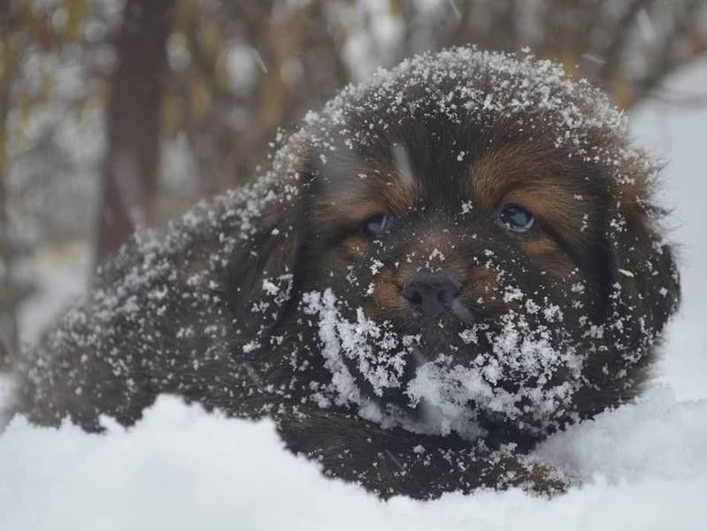 Tibetan Mastiff Puppy in Snow