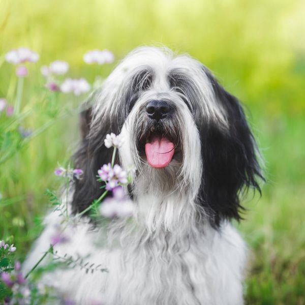 Tibetan terrier Dog In Garden. A Tibetan terrier  dog with a curious look and open mouth in front of pink flowers, selective focus