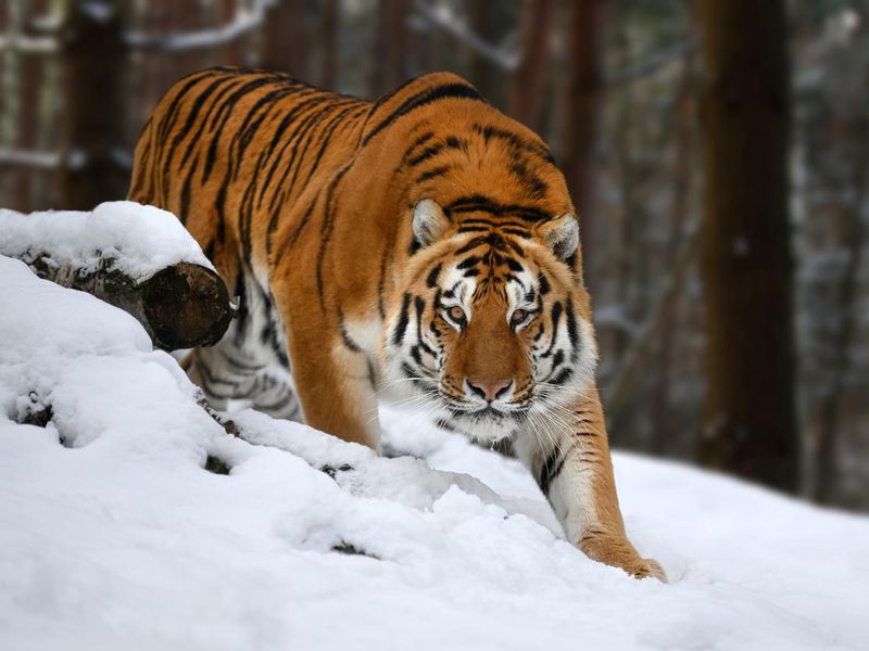 Tiger looks out from behind the trees into the camera. Tiger snow in wild winter nature