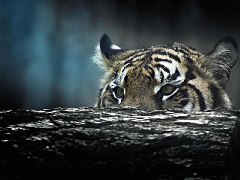 Tiger lying in wait