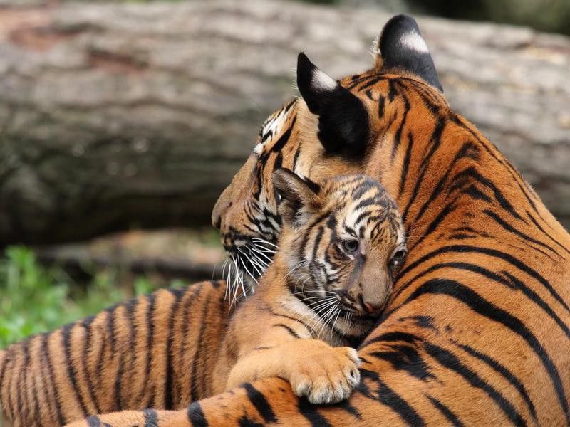 Tiger Mother and Cub
