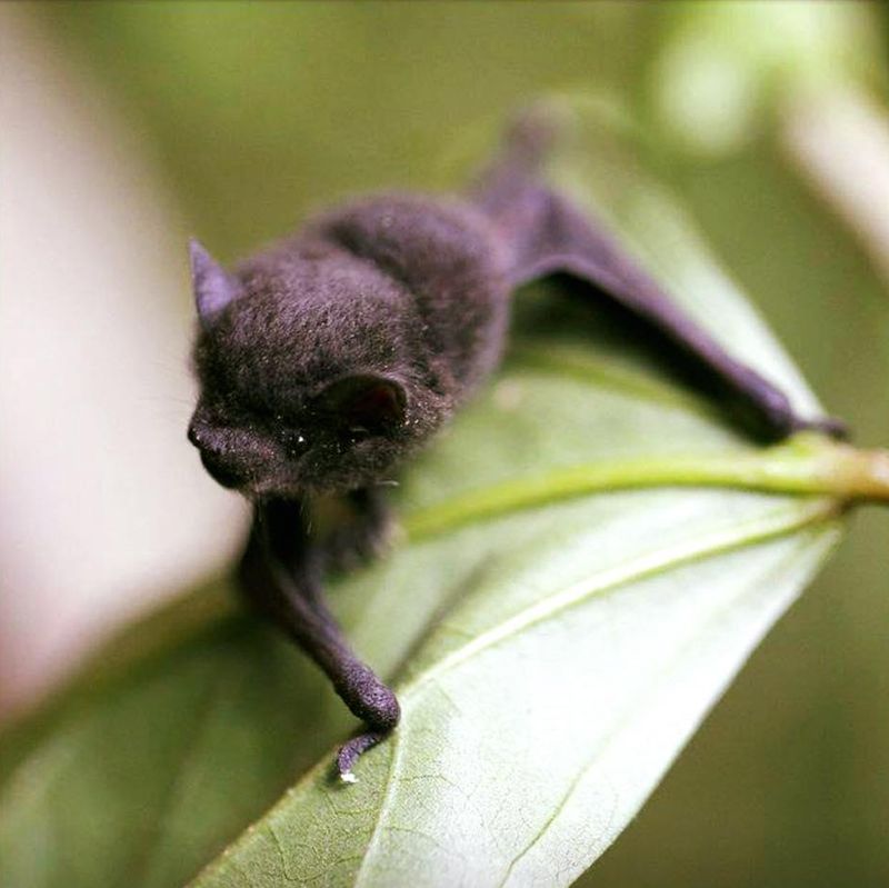 Tiny bat on a leaf