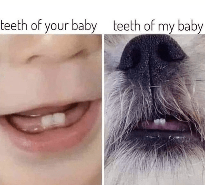 Tiny puppy teeth
