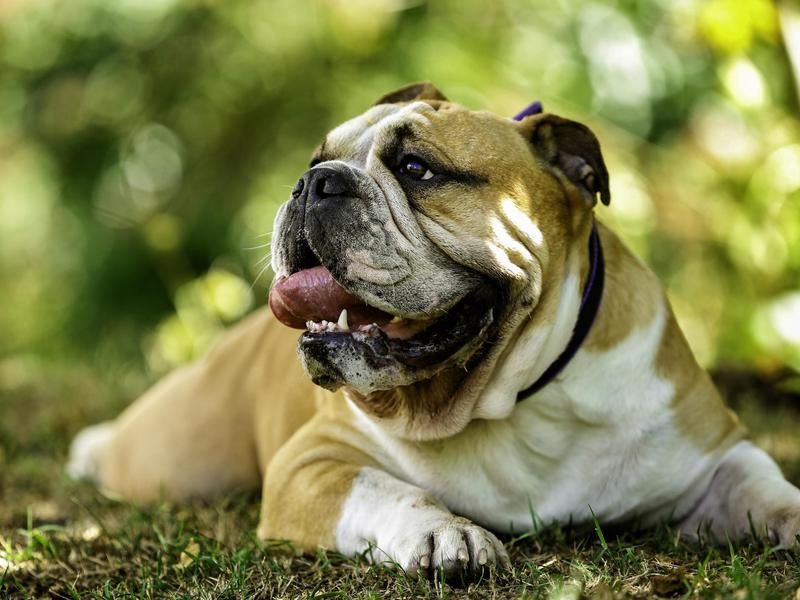 Tired bulldog resting on grass