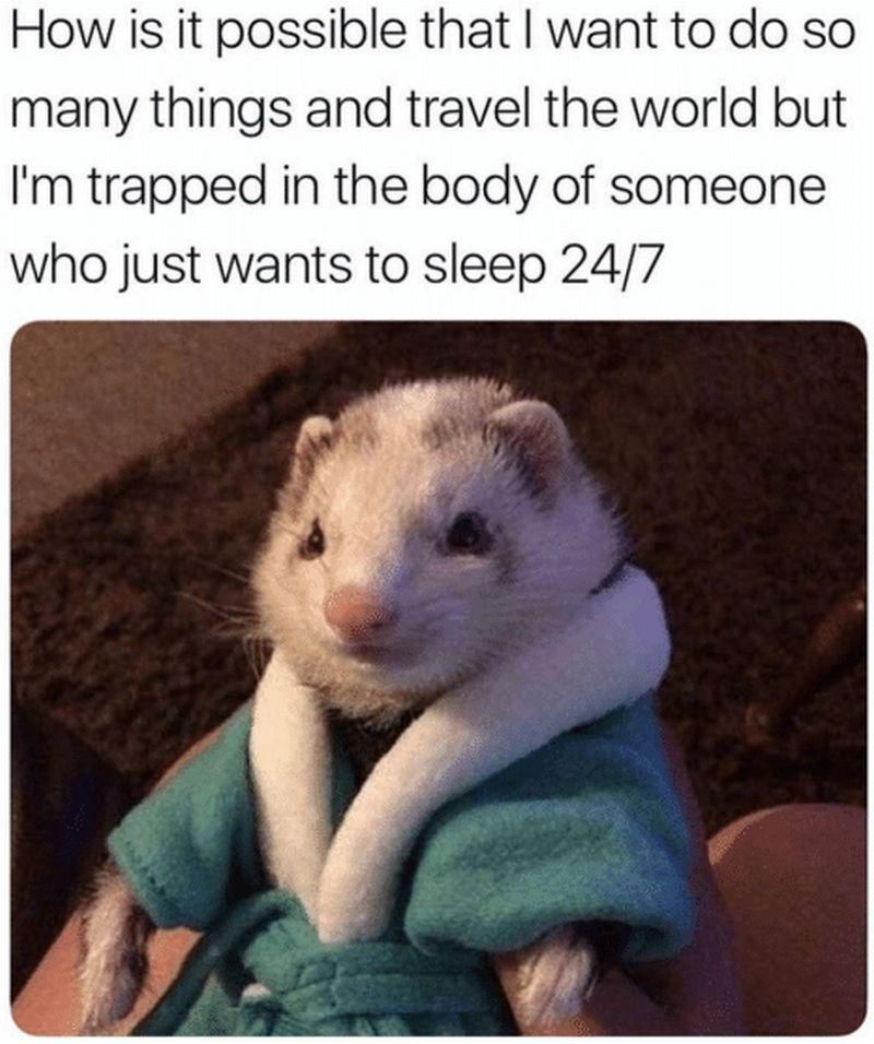 Tired ferret in a robe meme