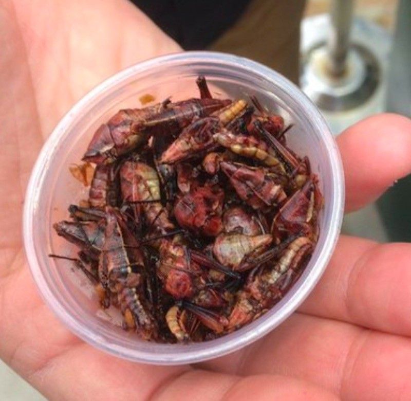 Toasted Grasshoppers