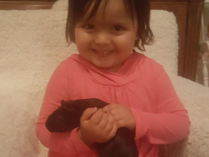 Toddler holding a guinea pig