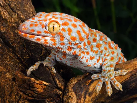 30 Exotic Pets No One Should Keep | Always Pets