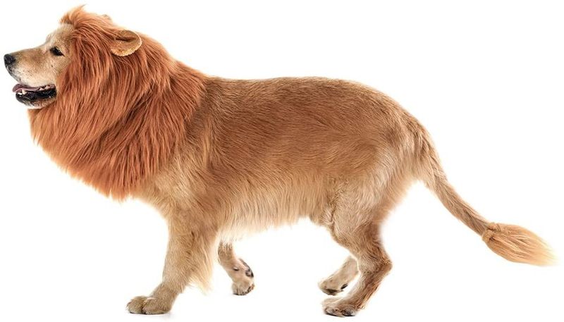 Tomsenn dog lion mane and tail
