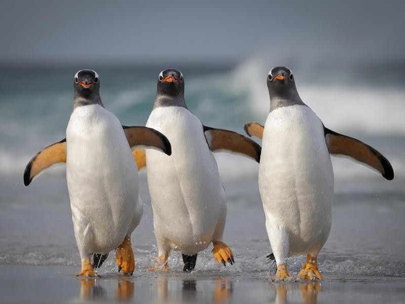 too sexy penguins
