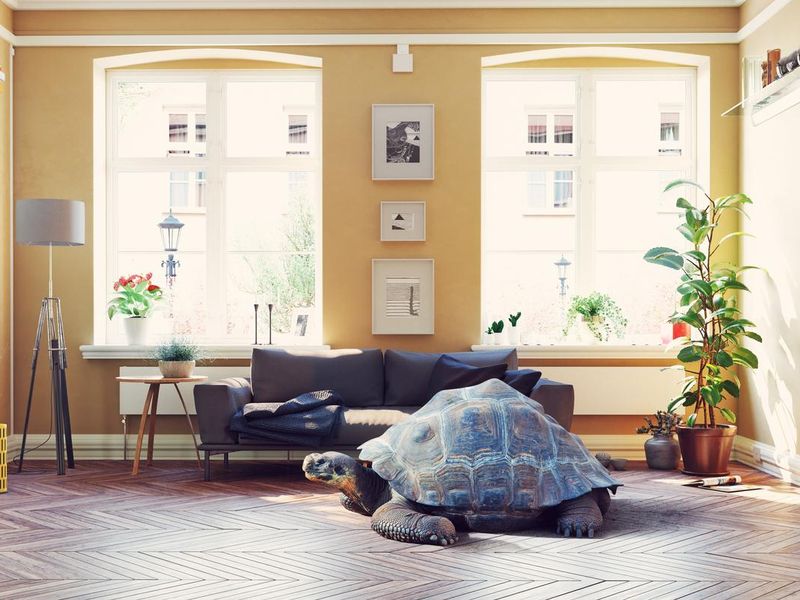 Tortoise in living room