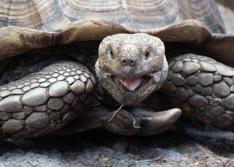 Tortoise with open mouth