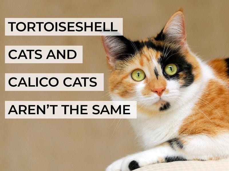 Tortoiseshell Cats and Calico Cats Aren't the Same