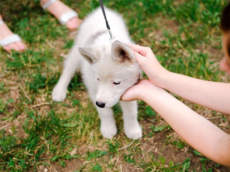 Touching Puppy