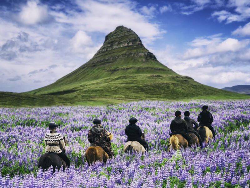 Tourist ride horse at Kirkjufell mountain in Iceland