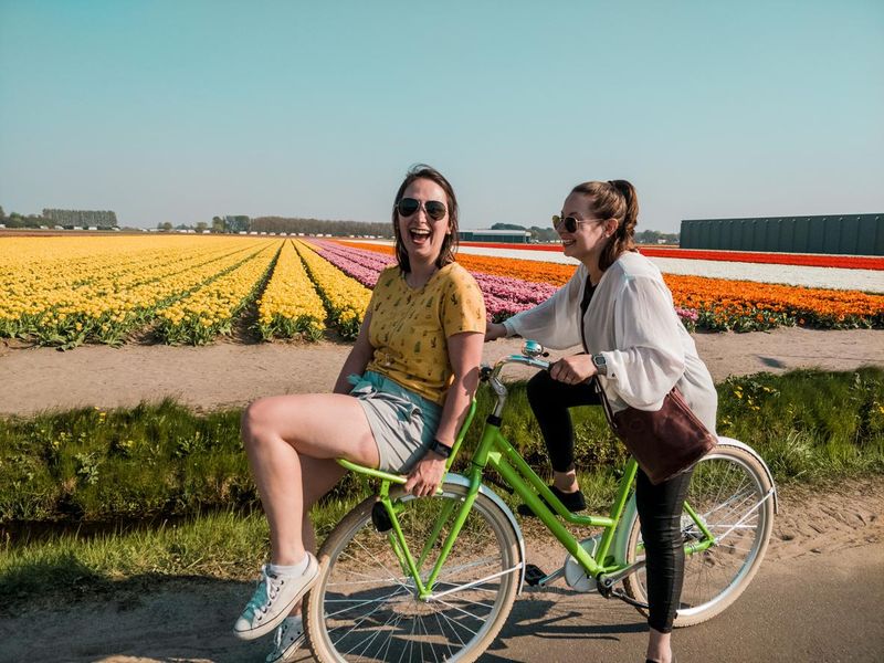 Tourists visiting tulip fields in Netherlands
