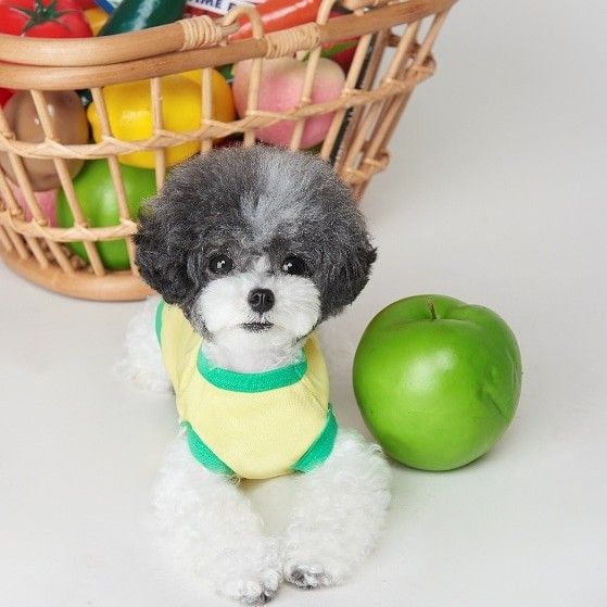 Toy poodle next to apple