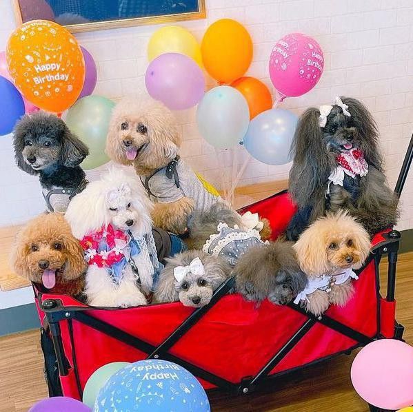Toy poodles having a party