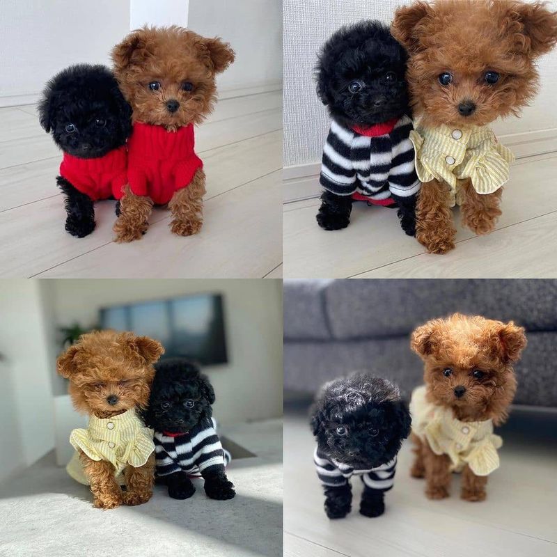 Toy poodles wearing sweaters