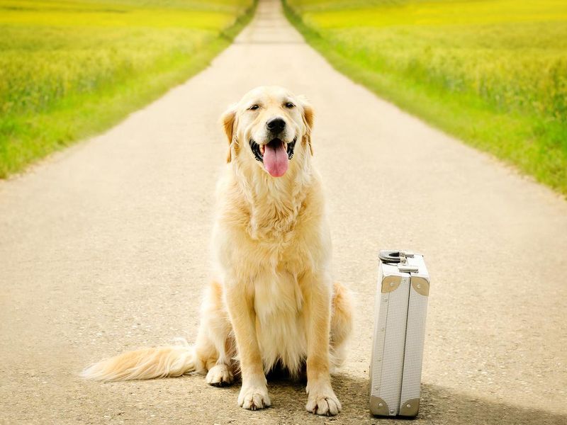 Traveling golden tetriever with suitcase sitting on the street