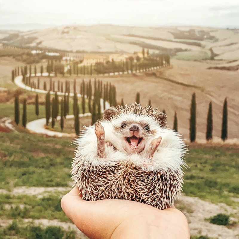Traveling hedgehog in Italy