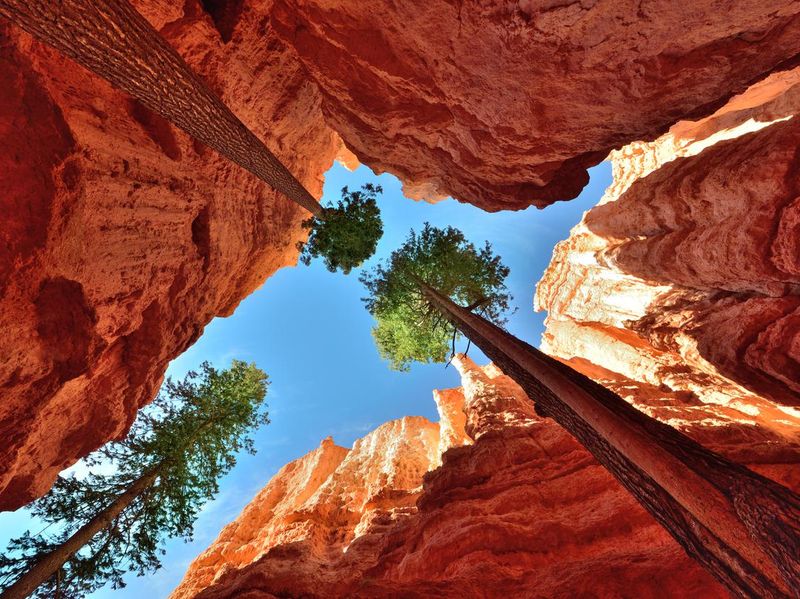 Trees in Bryce Canyon National Park in Utah