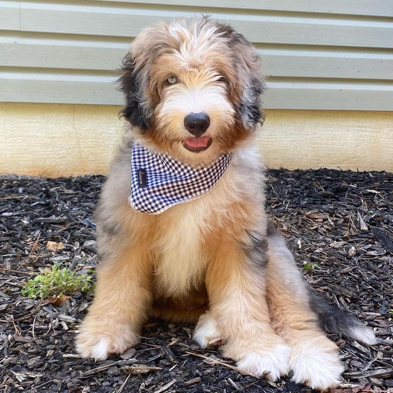 Tri-colored sheepadoodle puppy with blue eyes