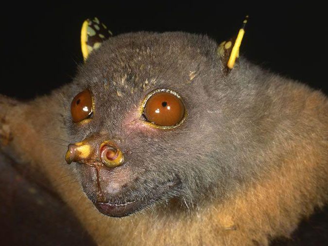 Tube-Nosed Yoda Bat