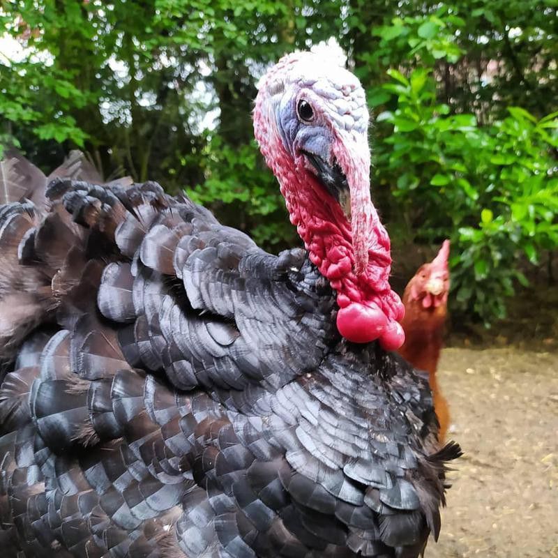 Turkey photobombing chiken