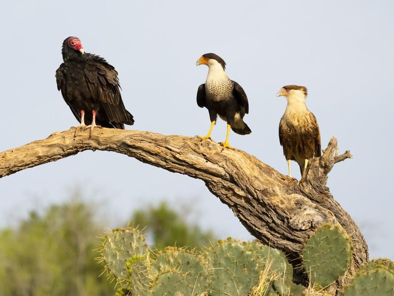 Turkey Vulture and Caracaras perched on a dead tree limb