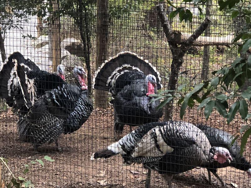 Turkeys at the Birmingham Zoo