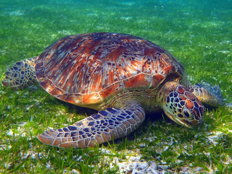 Turtle feeding on grass in shallow water