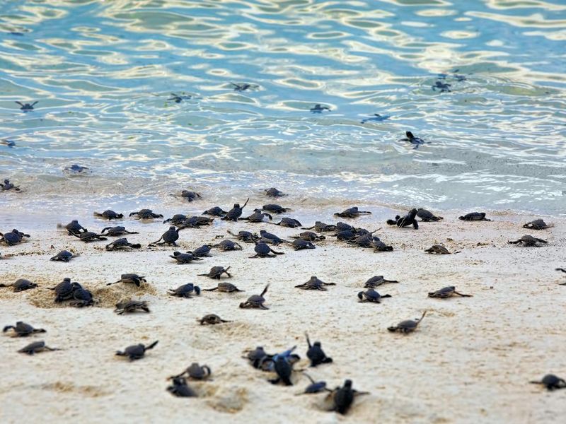 Turtle hatchlings going into the ocean