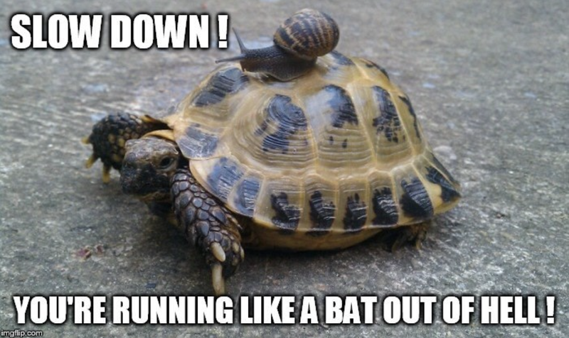 Turtle running with a snail on its back