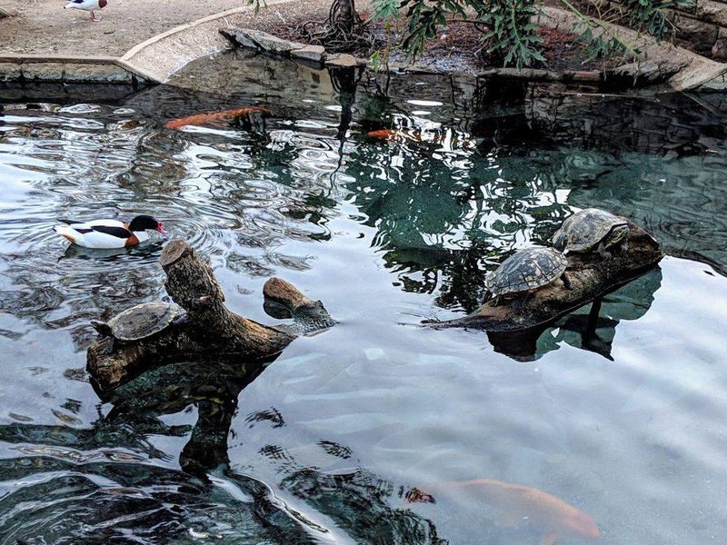 Turtles in pond at San Antonio Zoo