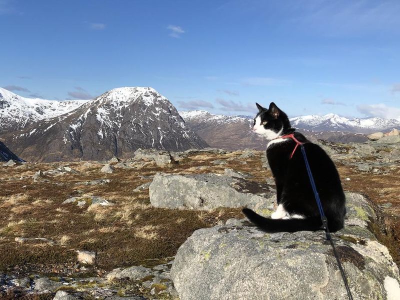 Tuxedo Adventure Cat enjoying the view of the Buachaille from Creag Dhubh