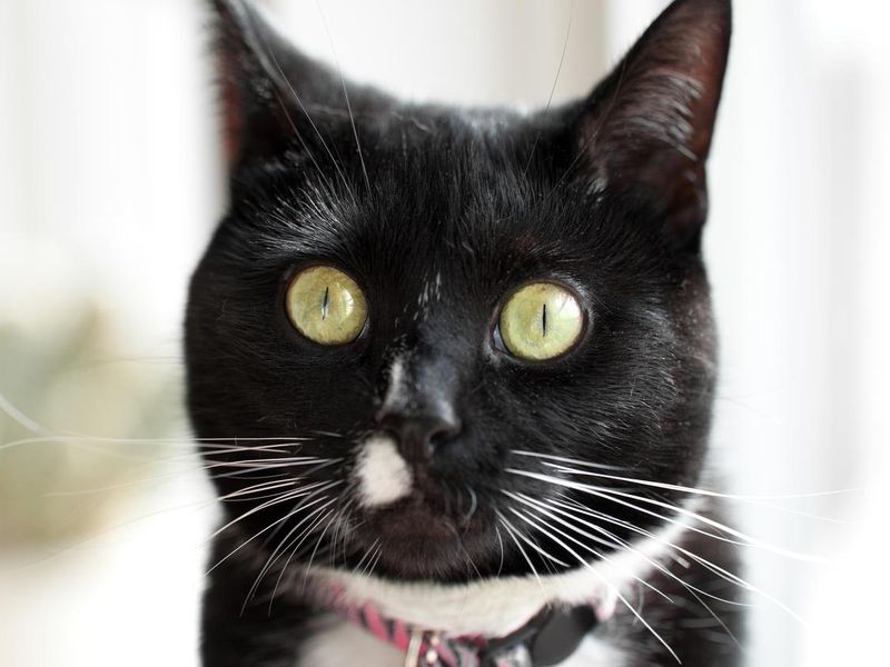 Tuxedo cat with big green eyes