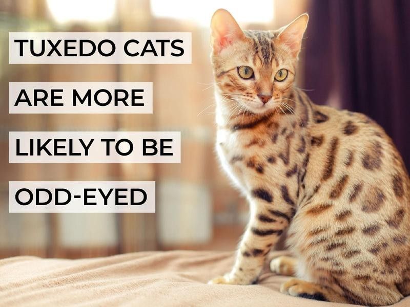 Tuxedo Cats Are More Likely to Be Odd-Eyed