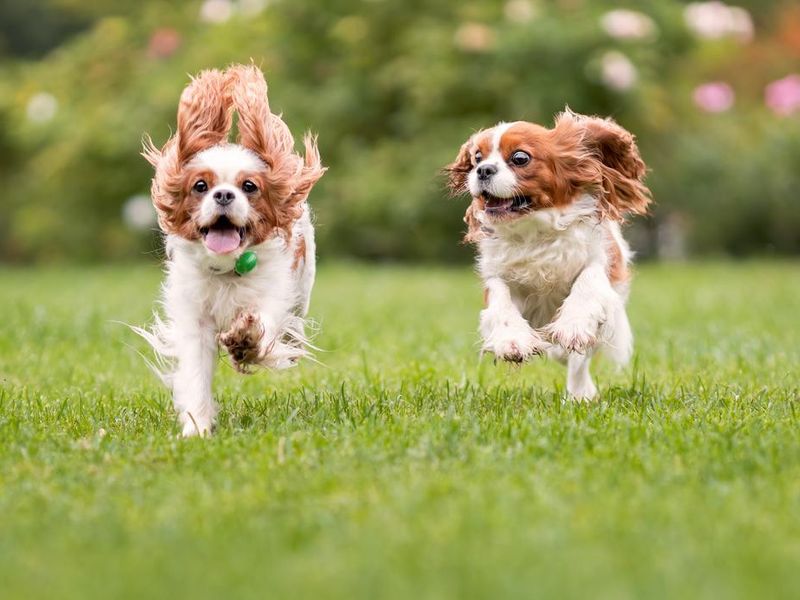 Two active cavalier king charles spaniel dogs running on green grass