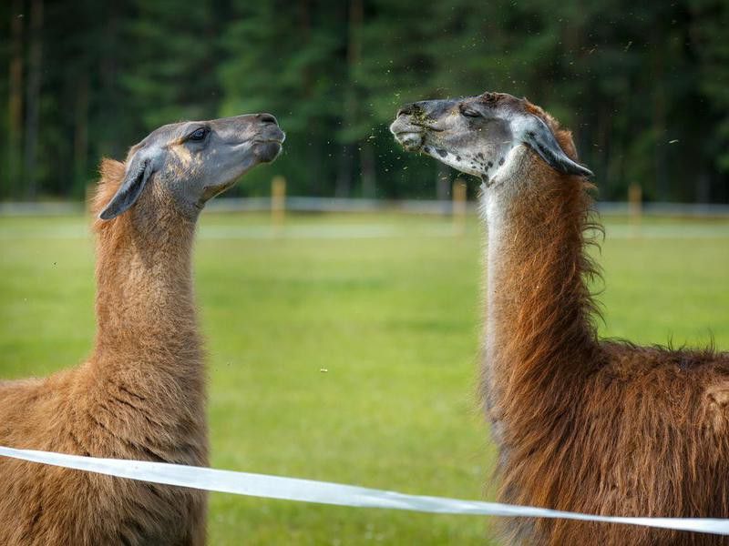 Two adult Guanaco lamas in a dispute