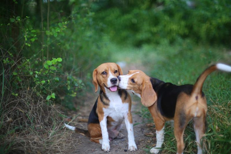Two beagle dogs playing outside