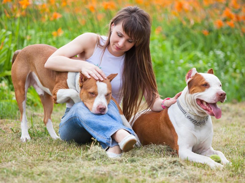Two beautiful pit bulls with their owner petting them