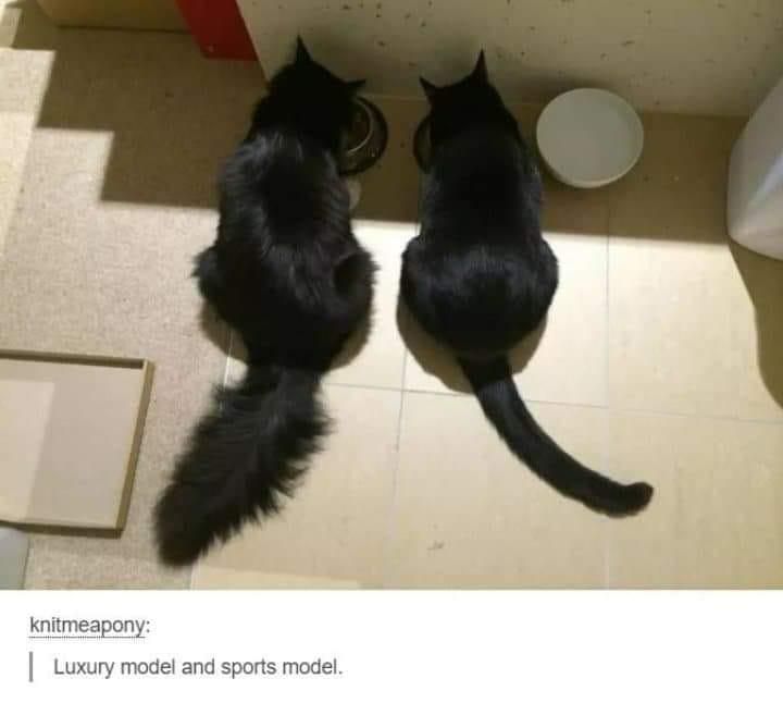 Two black cats eating from their bowls