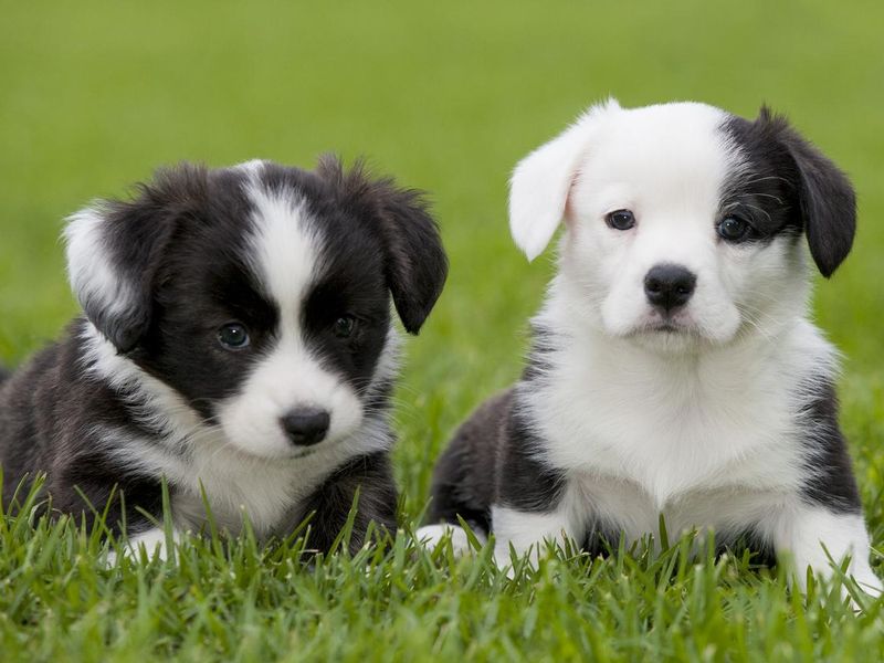 Two Cardigan Welsh Corgi Puppies